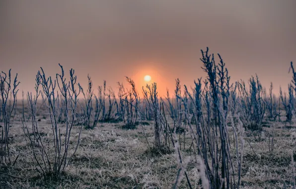Picture winter, nature, the evening