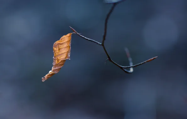 Nature, sheet, branch