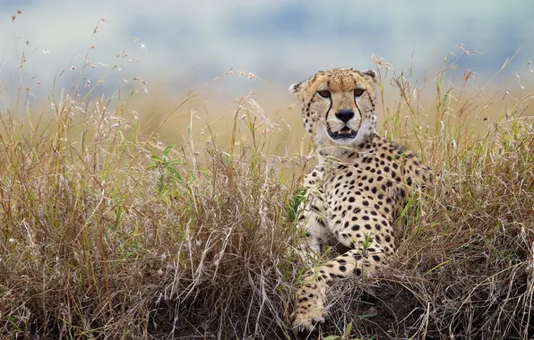 Grass, Cheetah, wild cat