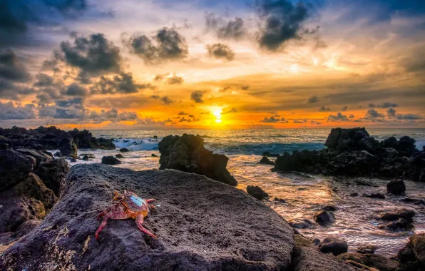 Sea, sunset, crab