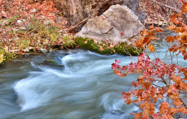 Picture autumn, leaves, stream, stone, stream, branch