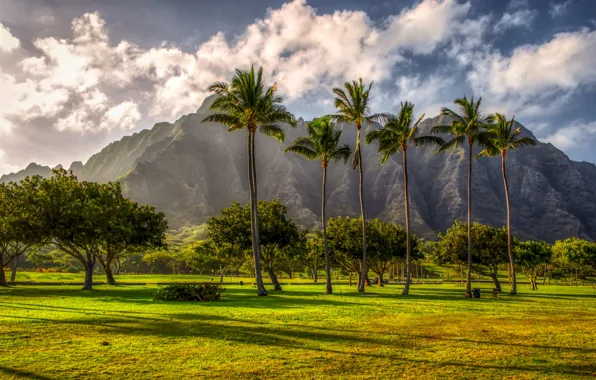 Mountains, tropics, palm trees, Hawaii