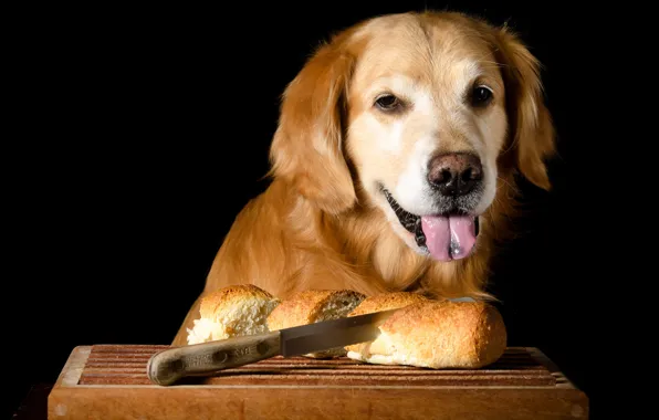 Picture language, face, dog, bread, knife, cook, black background, photoshoot