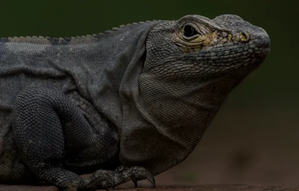 Lizard, iguana, reptile