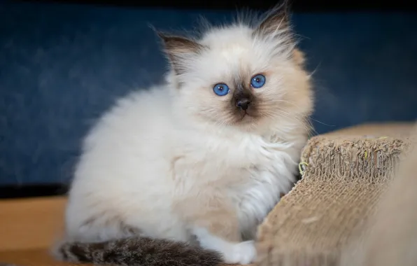 Look, pose, the dark background, kitty, background, portrait, fluffy, baby