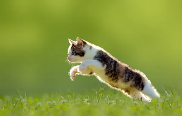 Picture grass, jump, kitty