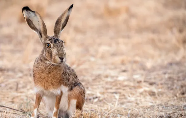 Picture nature, hare, ears, funny