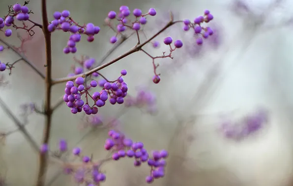 Macro, berries, focus, blur, purple, lilac, Purpleberry, Callicarpa