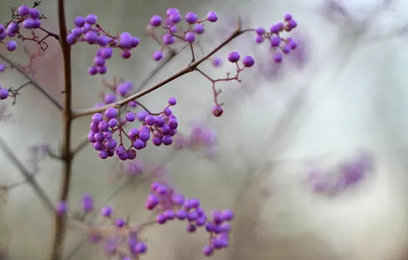 Picture macro, berries, focus, blur, purple, lilac, Purpleberry, Callicarpa