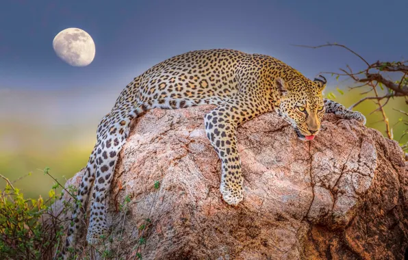Stay, relax, the moon, stone, leopard, wild cat, chill