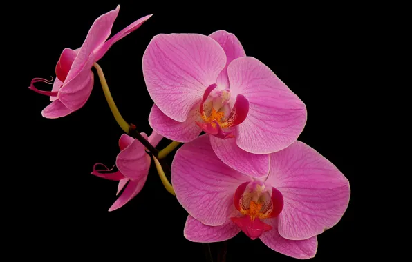 Picture macro, background, petals, Orchid
