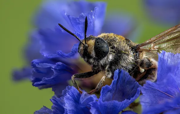 Flower, macro, bee