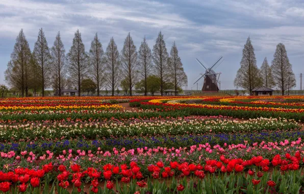 Field, the sky, clouds, circles, flowers, yellow, red, Park