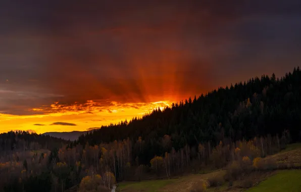 Forest, the sky, clouds, trees, sunset, Poland