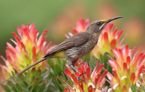 Picture flowers, nature, tropics, bird