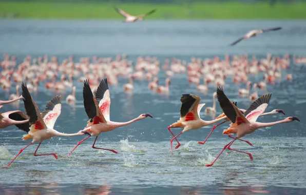 Flight, birds, pack, Flamingo, pond, a lot, pink flamingos