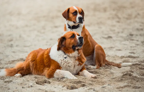 Sand, dogs, beach, look, face, nature, pose, dog