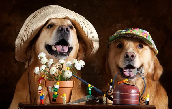 Picture dogs, flowers, hats
