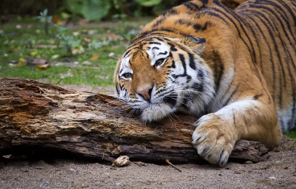 Picture look, tiger, pose, lies, log