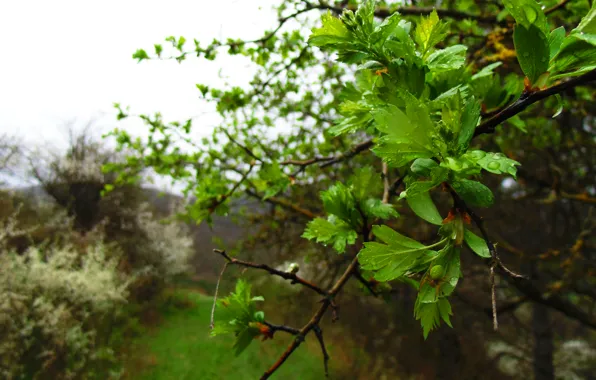 The sky, leaves, clouds, macro, flowers, sheet, tree, foliage