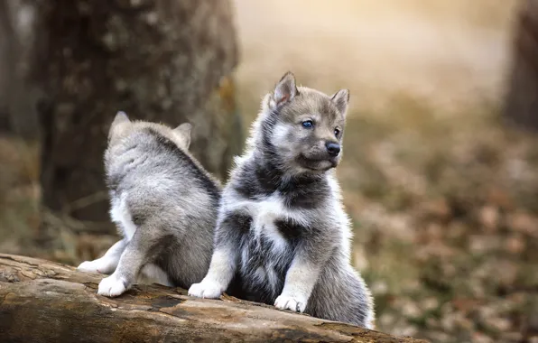 Dogs, puppies, a couple, Husky, Andrew Kazuno