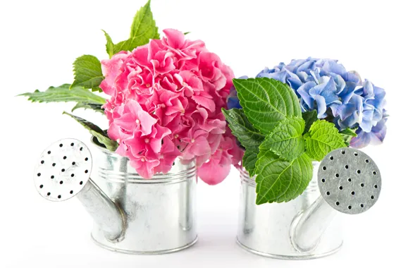 Flowers, creative, lake, hydrangea, bouquets