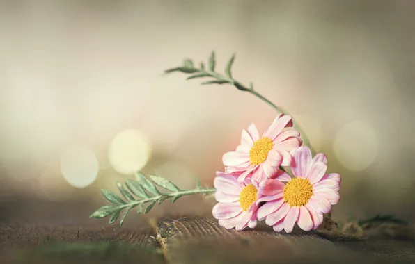 Picture macro, flowers, Board, bokeh