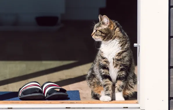 Cat, cat, look, glass, light, the door, shadows, profile