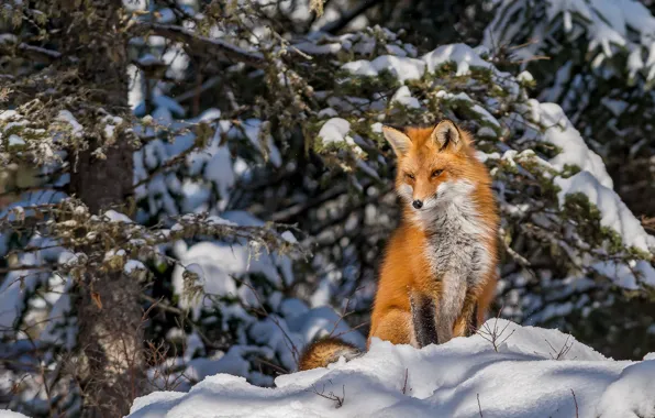 Winter, forest, snow, Fox, red