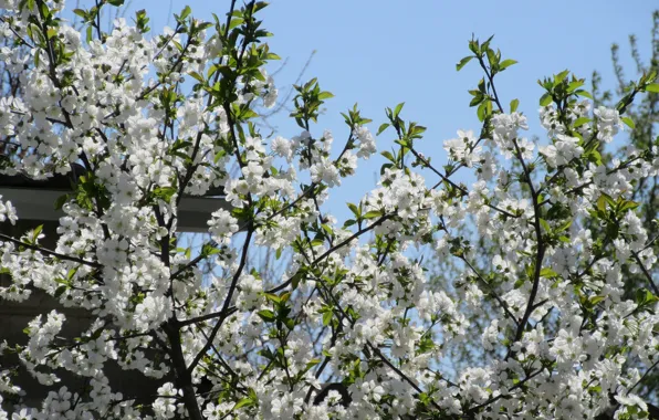 Flowers, cherry, spring 2018, Mamala ©