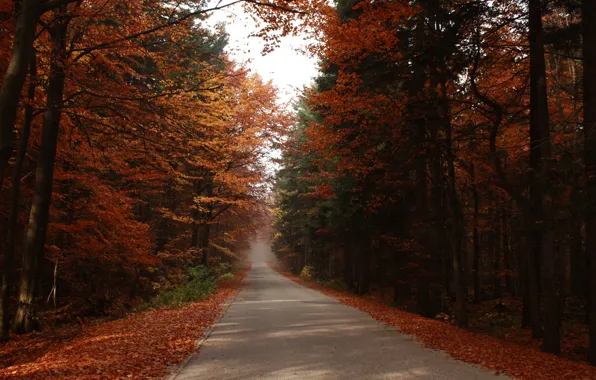 Picture road, forest, foliage, Autumn, falling leaves, road, trees, autumn