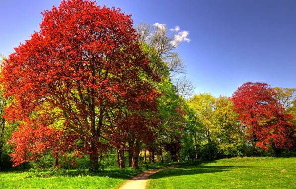Grass, trees, Park, Sunny