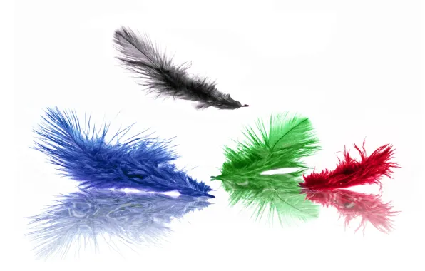 Blue, red, green, black, color, feathers