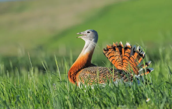 Picture greens, field, grass, background, bird, tail, red, motley