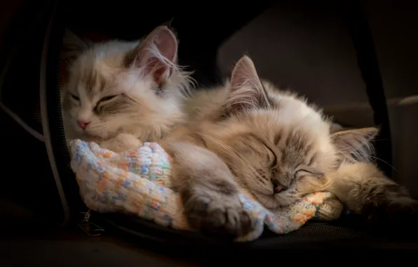 Sleep, kittens, sleeping, Ragdoll, two kittens