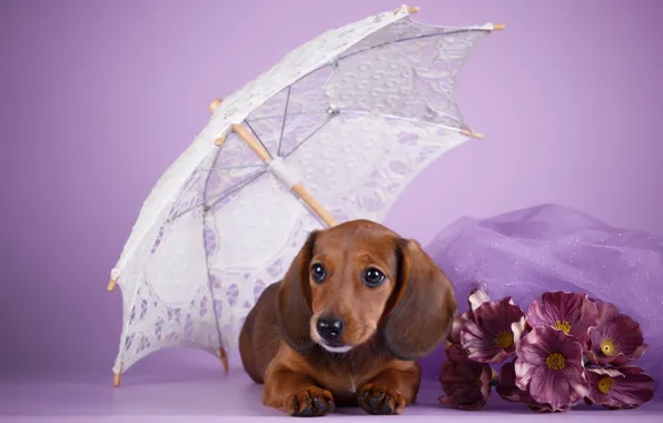 Flowers, umbrella, puppy, Dachshund, lilac background