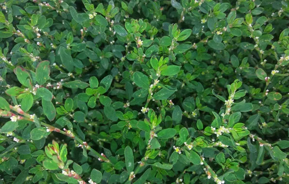 Picture grass, green, blooms, knotweed