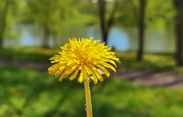 Summer, macro, dandelion, Flowers