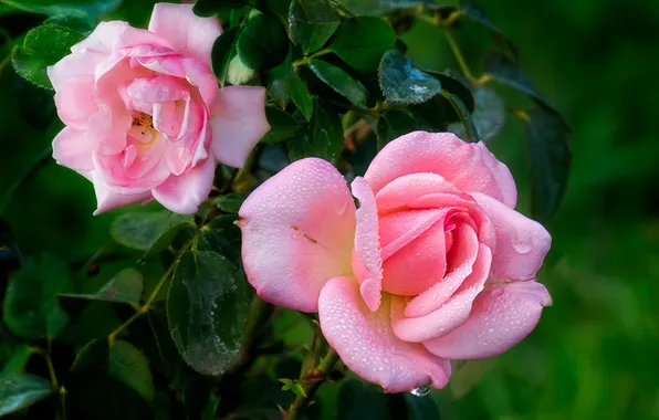 Leaves, drops, flowers, roses, garden, pink, Duo