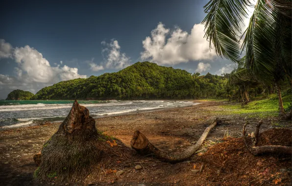 Beach, trees, Bay, Caribbean