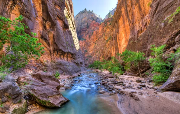 Picture trees, river, stones, rocks, canyon, gorge, Zion National Park, USA