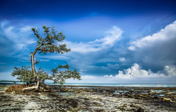 Picture sea, the sky, clouds, tree, shore, tide