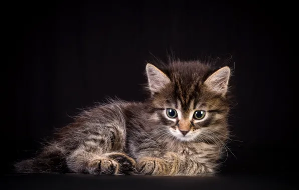 Picture eyes, kitty, background, black, green