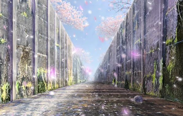 Road, wall, spring, Sakura