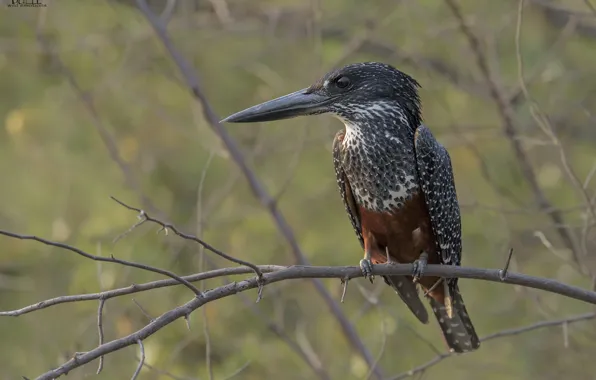 Nature, background, bird, branch, Kingfisher, DUELL ©