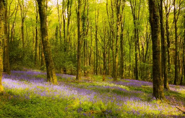 Forest, trees, flowers, Ireland