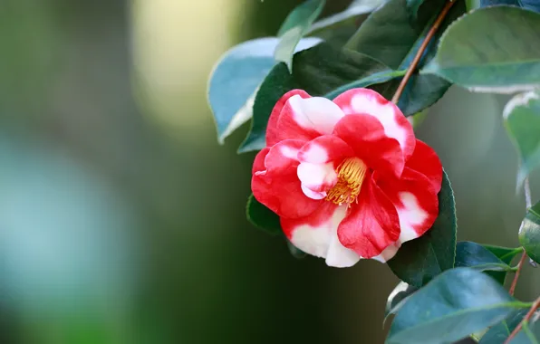 Leaves, petals, bokeh, Camellia