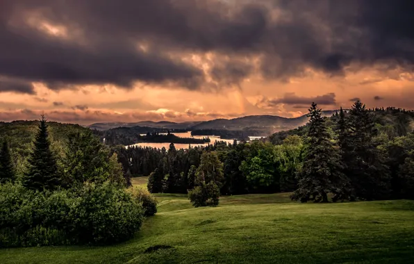 Picture forest, trees, clouds, nature, river