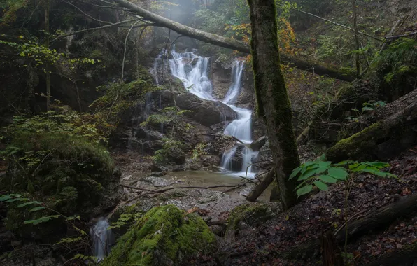 Forest, trees, thickets, waterfall, deadwood