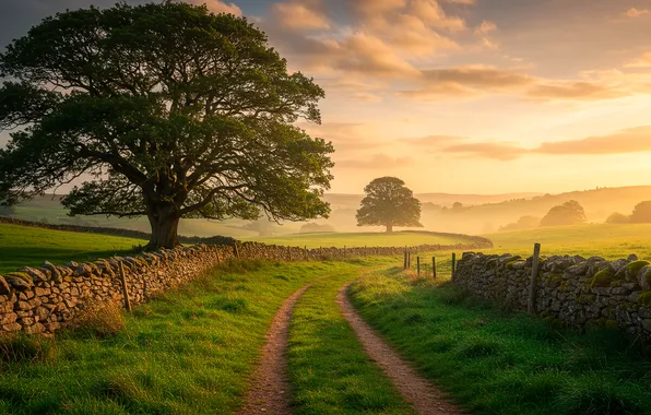 Road, summer, grass, sunset, fog, tree, Wallpaper, the fence